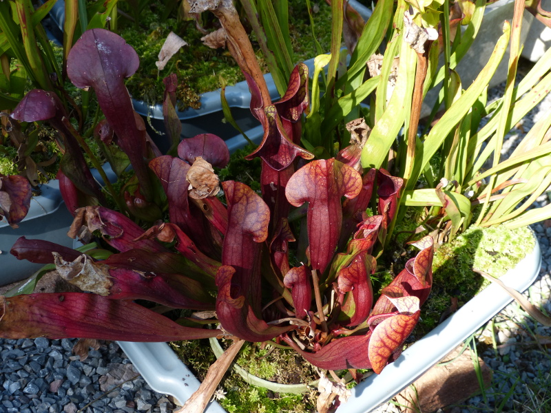 Sarracenia purpurea,.JPG