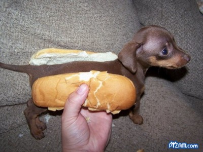 sausage-dog.jpeg