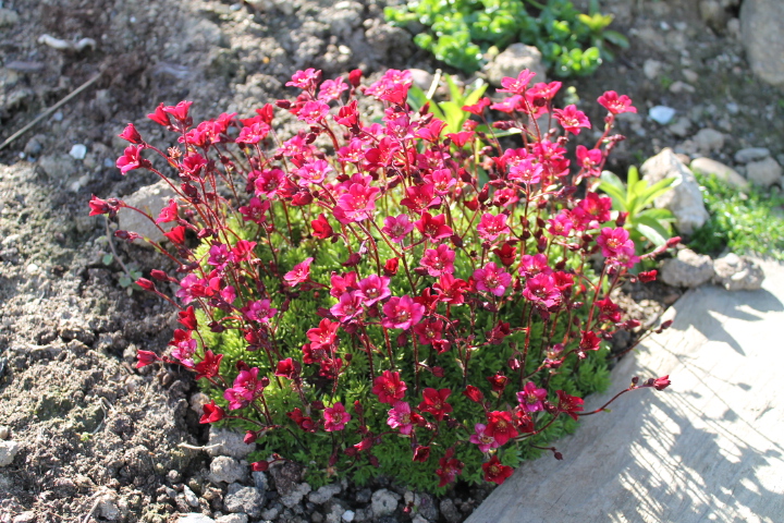 Saxifraga  \'Arendensii\'.JPG