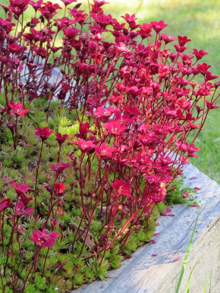 Saxifraga 'Arendensii'.JPG