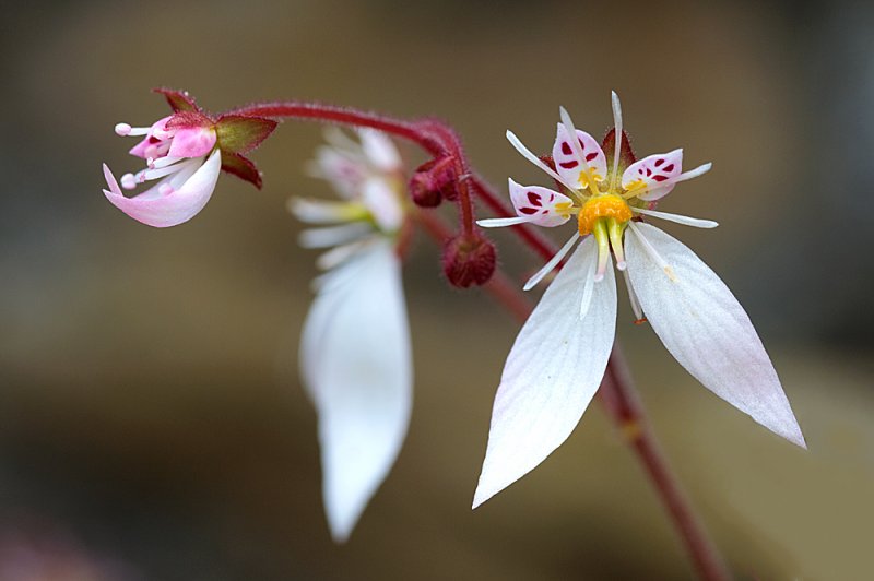 Saxifraga stolonifera.jpg