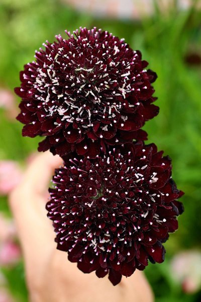 scabiosa_atropurpurea_Black Cat.jpg