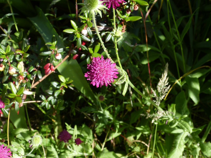 Scabious rumelica.JPG