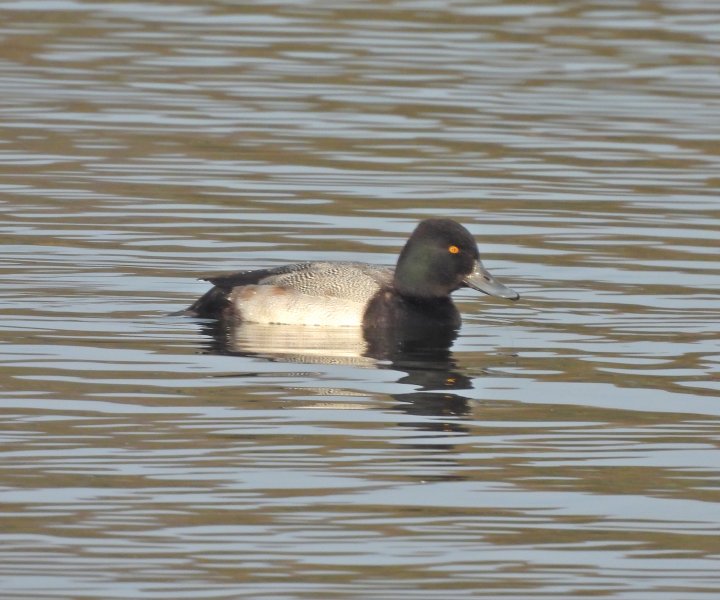 Scaup 12.JPG