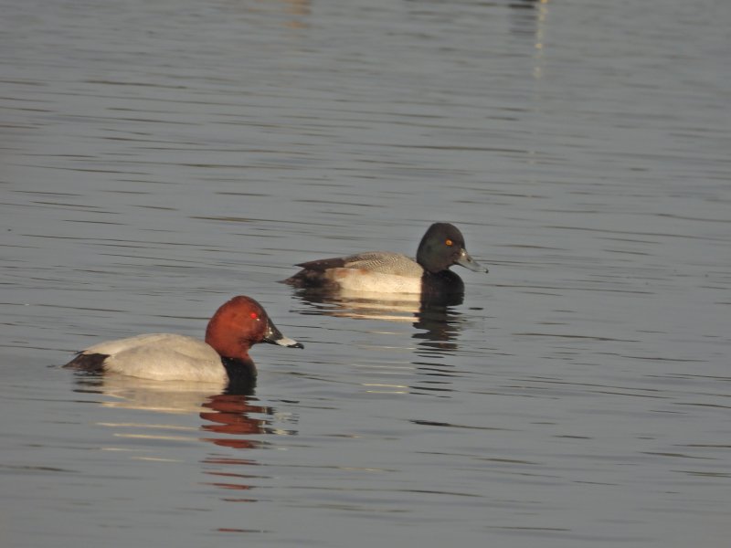 Scaup 5.JPG