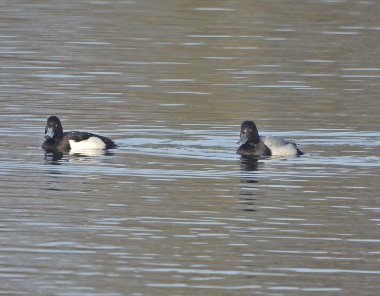 Scaup 9.JPG