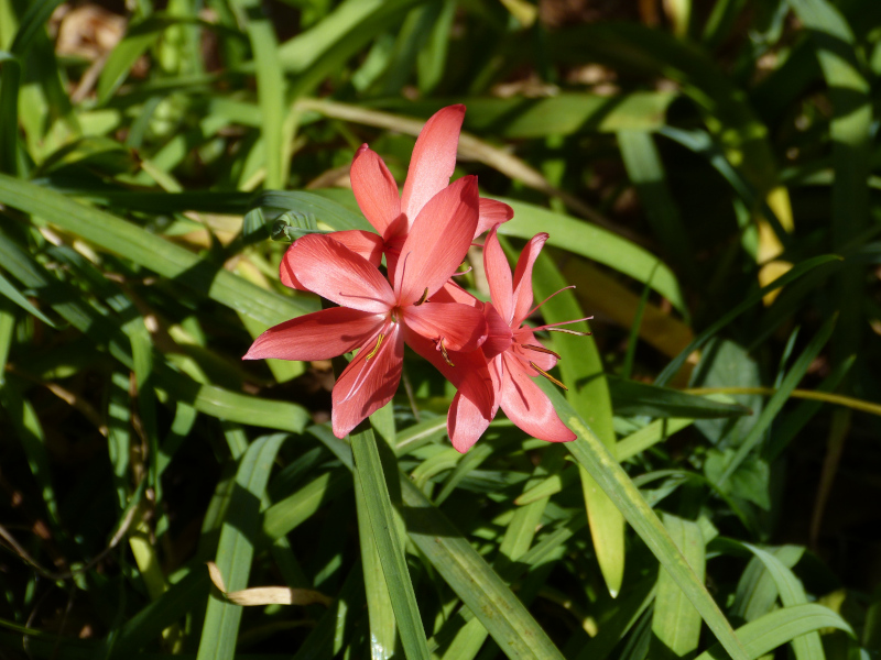 Schizostylis‎.JPG