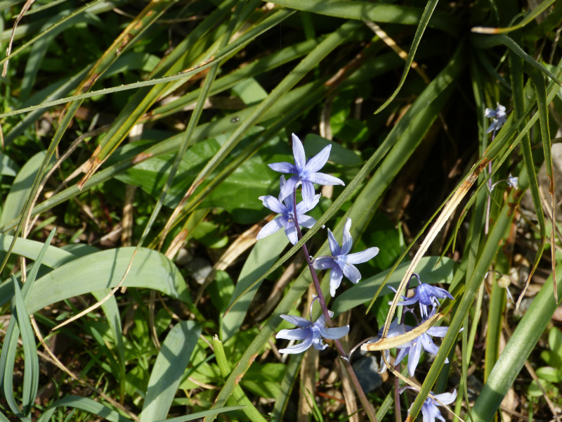 Scilla cilicia.JPG