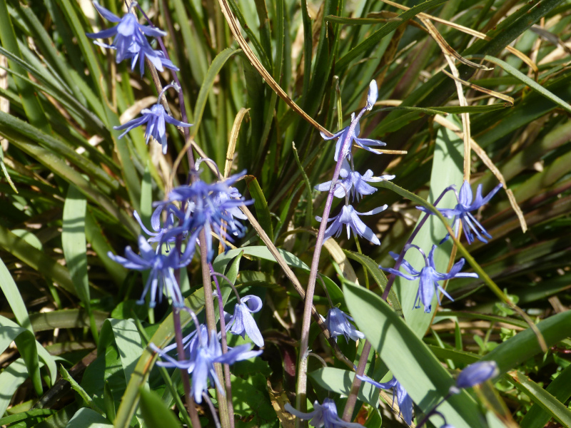 Scilla ciliciaa.JPG