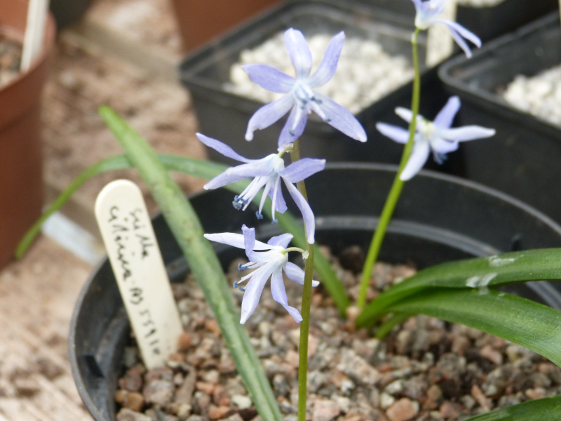 Scilla cilicica 1.JPG