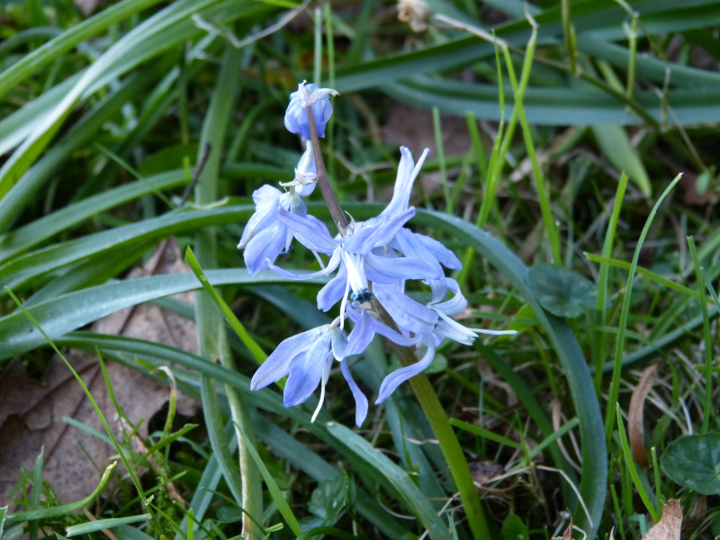 Scilla hohenackeri.JPG