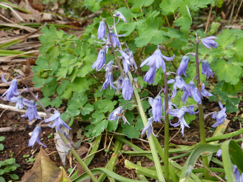 Scilla hohenackeri.JPG