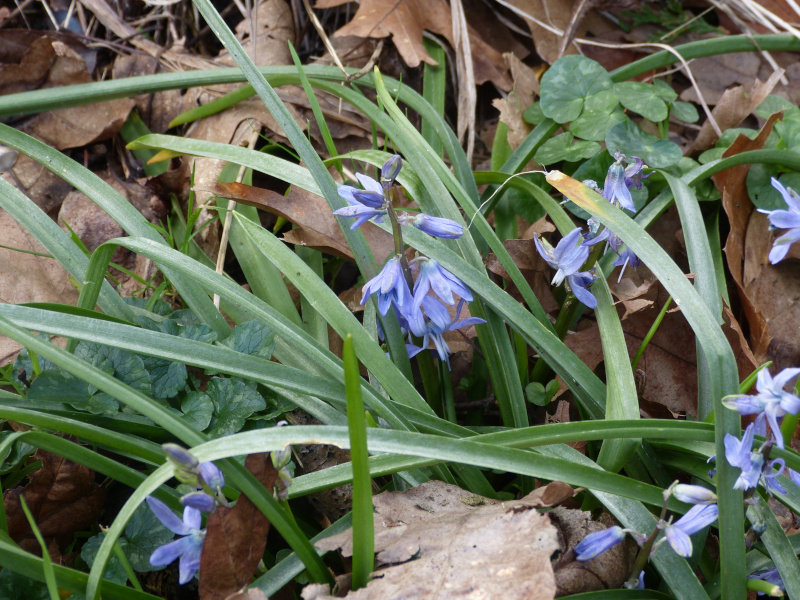 Scilla hohenackeri.JPG