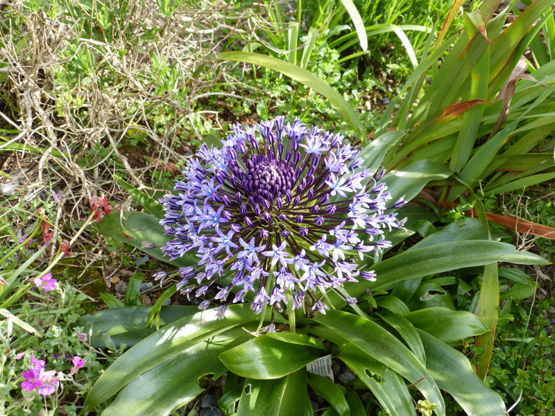 Scilla hughiii 1.JPG