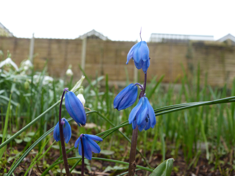 Scilla lilo hyacinthus      .JPG