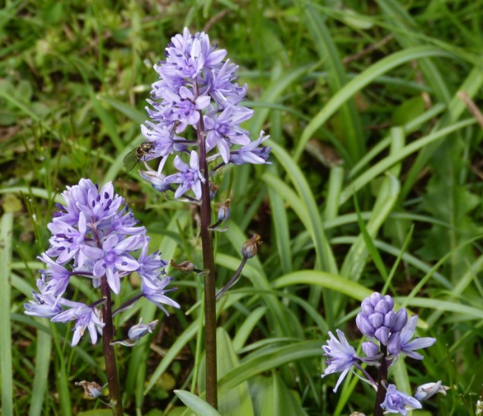 Scilla lilo-hyacinthus.JPG