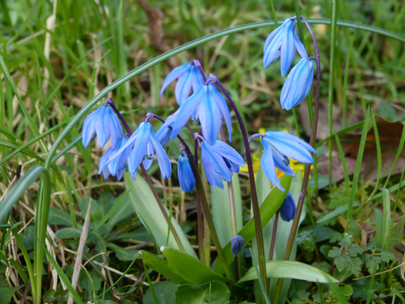 Scilla siberica.JPG