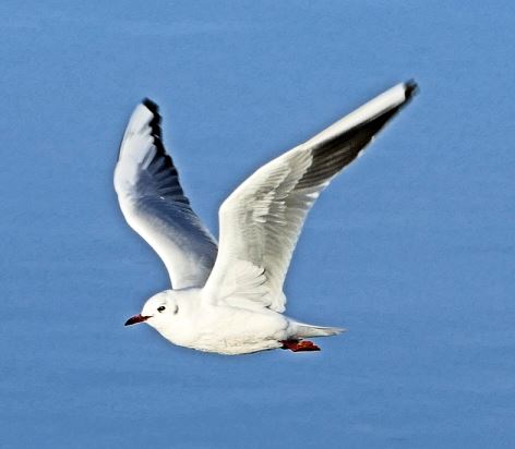 Seagull1.JPG