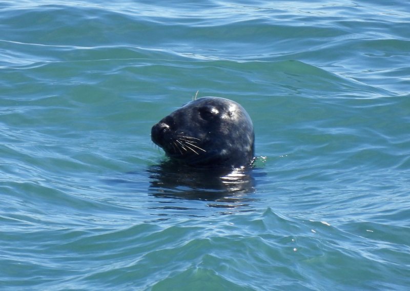 seal 1.JPG