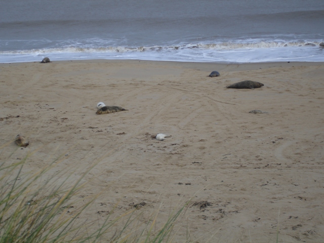 Seals 026 - Copy.JPG