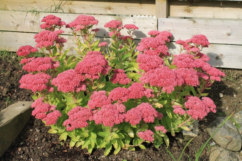 Sedum (2).JPG