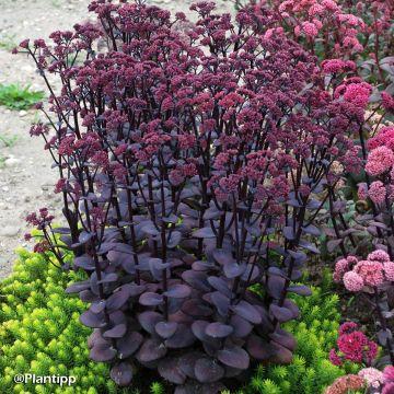 Sedum-Blue-Pearl-888521-1.jpg