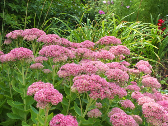 sedum.jpg