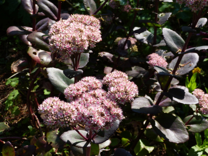 Sedum Matrona.JPG