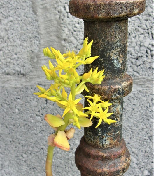 Sedum srboreum.JPG