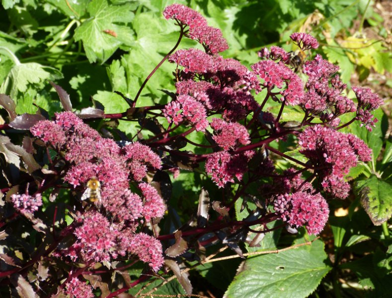 Sedum telephium.JPG