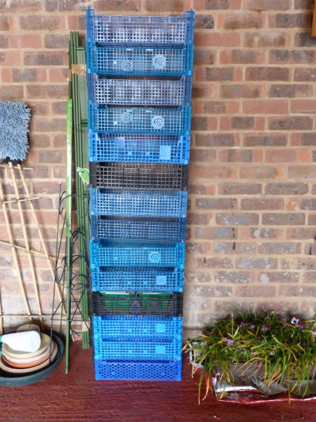 Seed trays 002.JPG