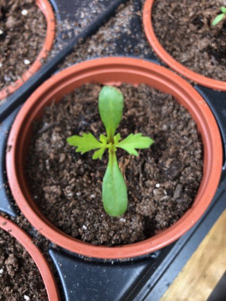 seedlings.JPG