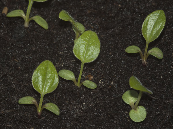 seedlings.jpg