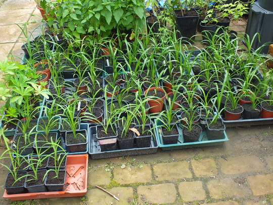 seedlings.jpg