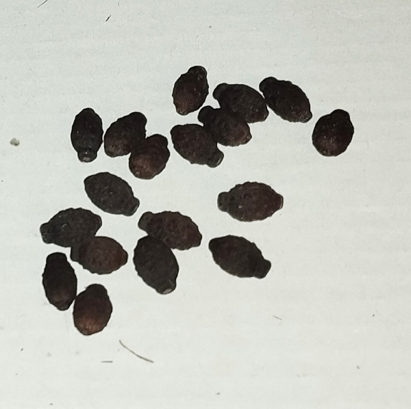 Seeds2 2 Dec.jpg