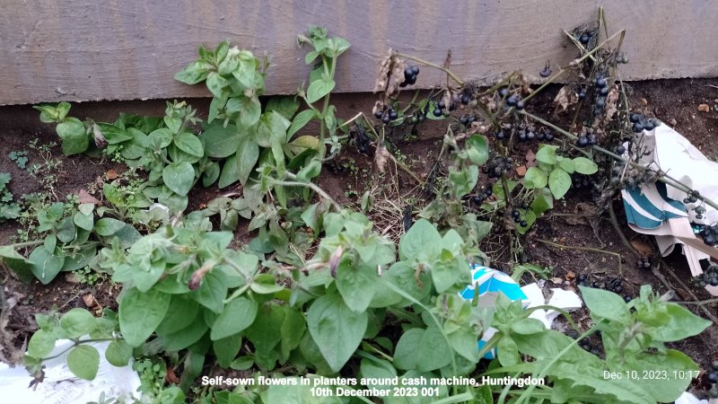 Self-sown flowers in planters around cash machine Huntingdon 10th December 2023 001.jpg