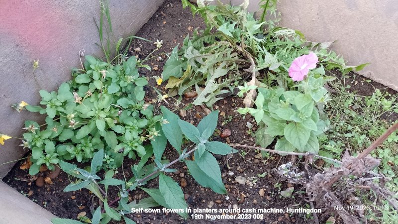 Self-sown flowers in planters around cash machine Huntingdon 19th November 2023 002.jpg