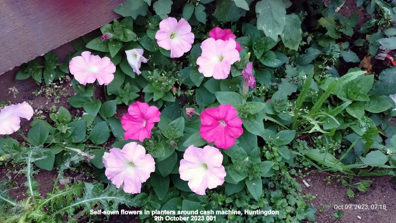 Self-sown flowers in planters around cash machine Huntingdon 9th October 2023 001.jpg