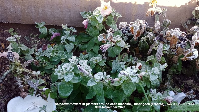 Self-sown flowers in planters around cash machine Huntingdon (Frosted) 30th November 2023.jpg