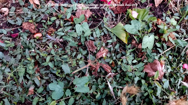 Self-sown Morning Glory seedlings in grass outside balcony 14th September 2022-001.jpg