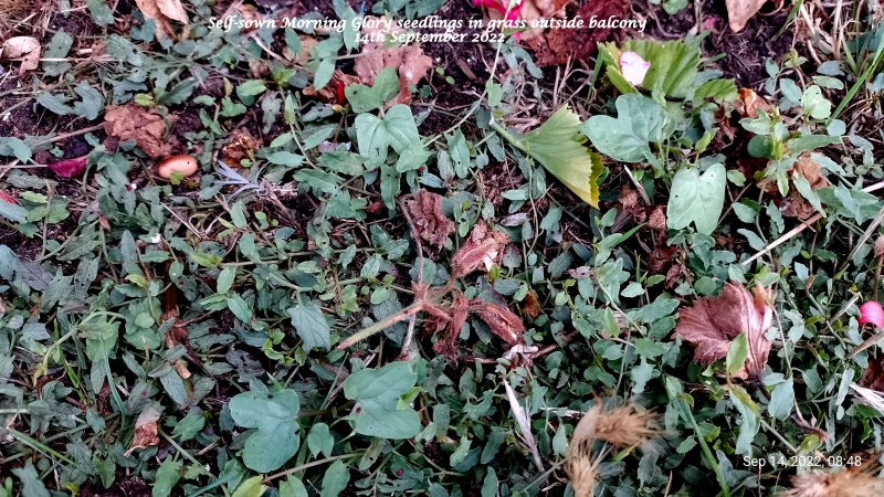 Self-sown Morning Glory seedlings in grass outside balcony 14th September 2022.jpg