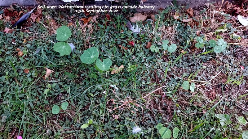 Self-sown Nasturtium seedlings in grass outside balcony 14th September 2022.jpg