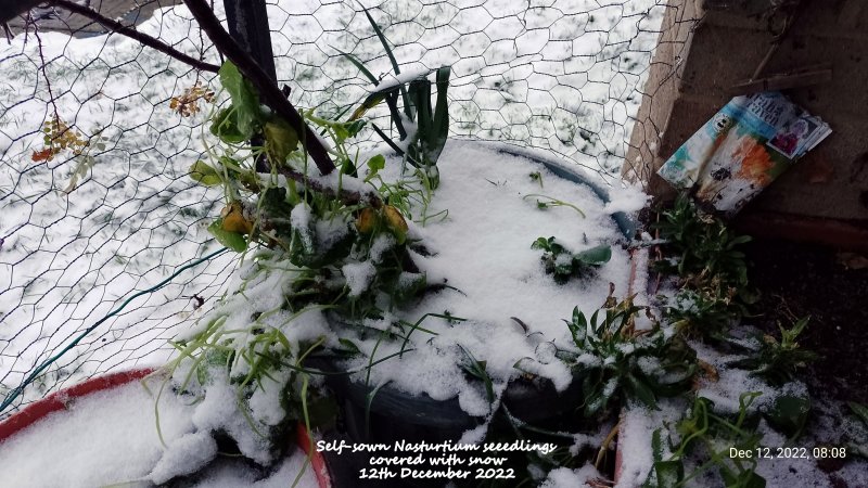 Self-sown Nasturtium seeedlings covered with snow 12th December 2022.jpg