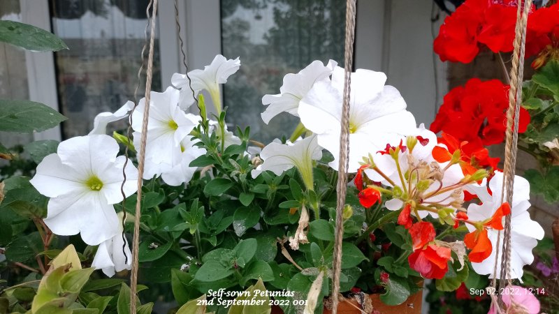 Self-sown Petunias 2nd September 2022 001.jpg