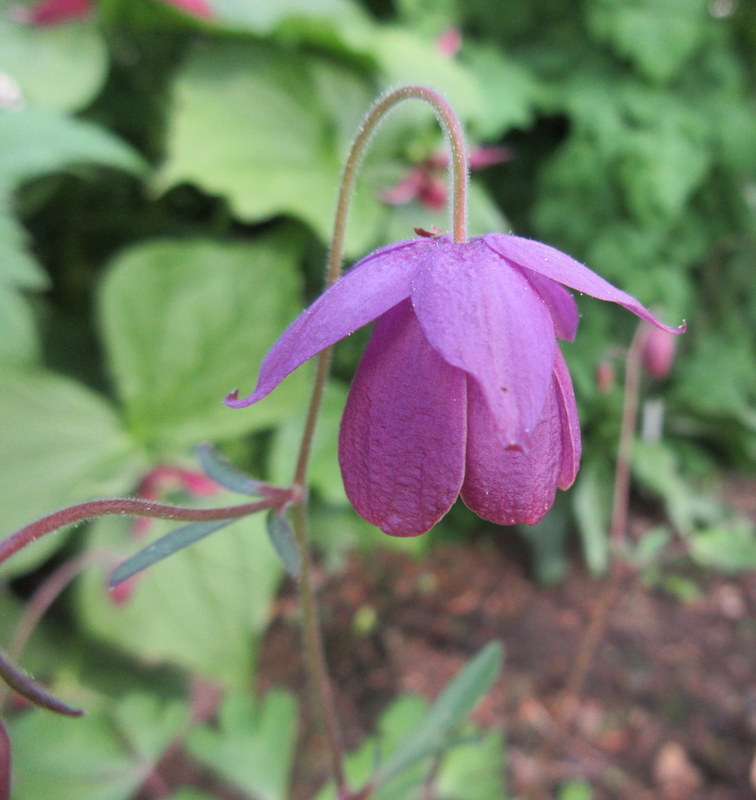 SEMIAQUILEGIA  SUGAR  PLUM  FAIRY 18-05-2018 17-07-45.JPG