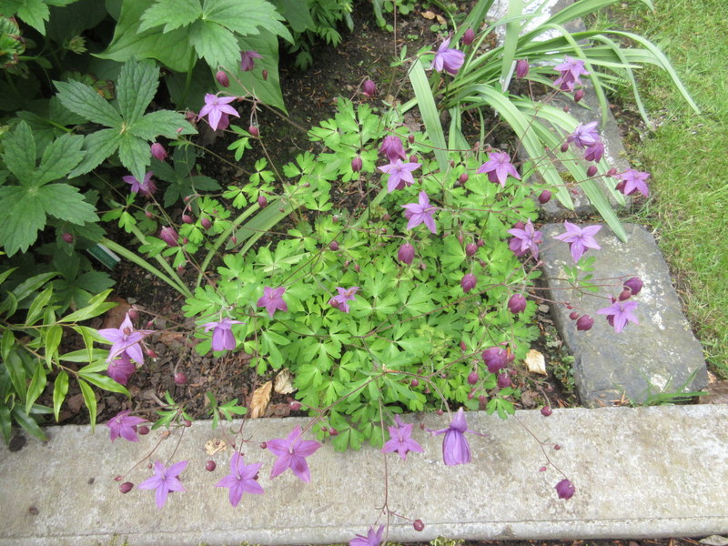 SEMIAQUILEGIA  SUGAR  PLUM  FAIRY 24-05-2018 11-50-41.JPG