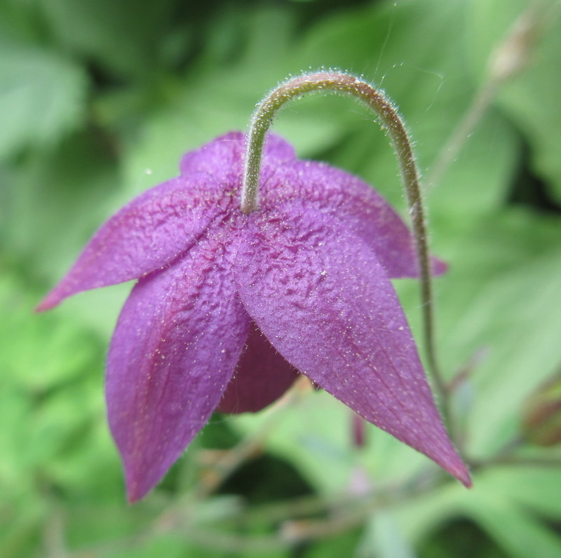 SEMIAQUILEGIA  SUGAR  PLUM  FAIRY 28-05-2020 13-39-33.JPG