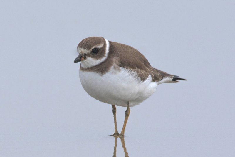 Semipalmated Plover GC.jpg