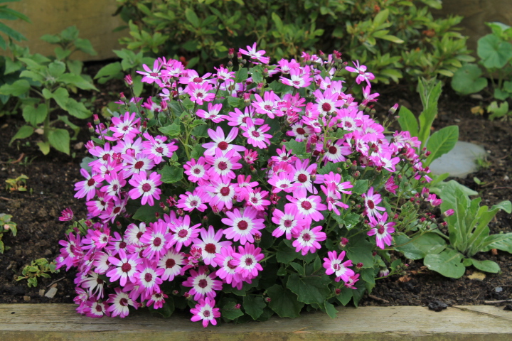 Senetti (Pericallis) Magenta Bi-colour (1).JPG