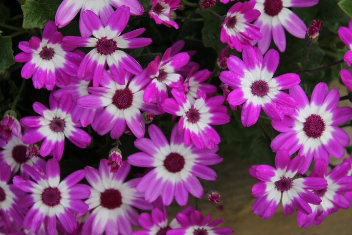 Senetti (Pericallis) Magenta Bi-colour (2).JPG